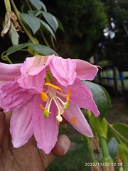 Passiflora tarminiana