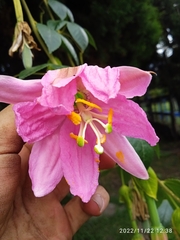 Passiflora tarminiana