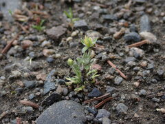 Ceratocephala testiculata