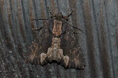 Dypterygia scabriuscula