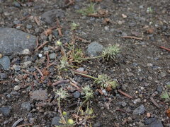 Ceratocephala testiculata