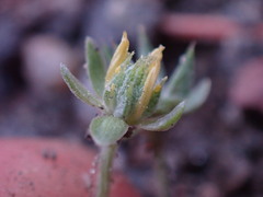 Ceratocephala testiculata