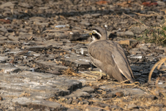 Esacus recurvirostris