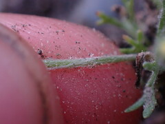 Ceratocephala testiculata