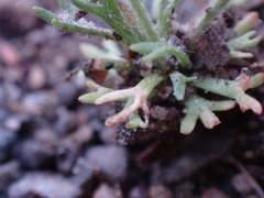 Ceratocephala testiculata