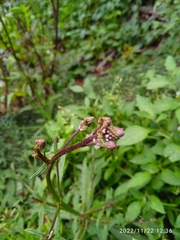 Verbena litoralis