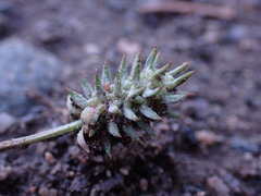 Ceratocephala testiculata