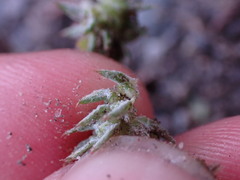 Ceratocephala testiculata