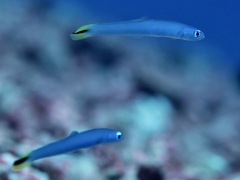 Ptereleotris heteroptera