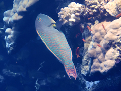 Cetoscarus bicolor
