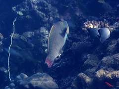 Cetoscarus bicolor