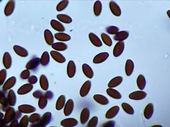 Coprinopsis sylvicola