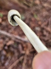 Coprinopsis sylvicola