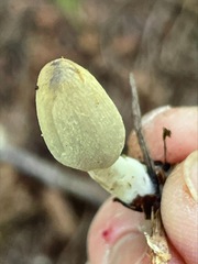 Coprinopsis sylvicola
