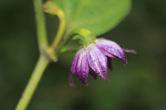 Capsicum pubescens