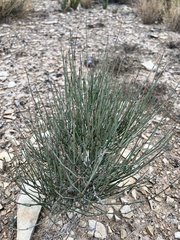 Ephedra aspera