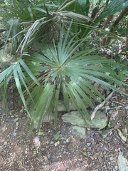 Coccothrinax alta