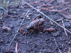 Cyphoderris monstrosa