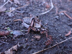 Cyphoderris monstrosa