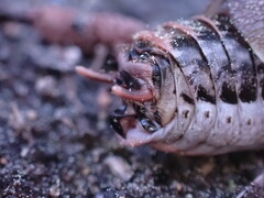 Cyphoderris monstrosa