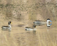 Anas flavirostris oxyptera
