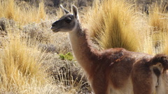 Lama guanicoe