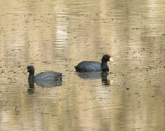 Fulica ardesiaca