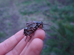 Cyphoderris monstrosa