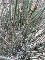 Ephedra aspera