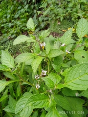 Solanum nigrescens