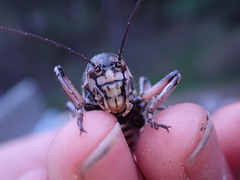 Cyphoderris monstrosa