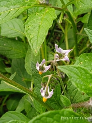Solanum nigrescens