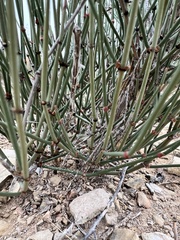 Ephedra aspera