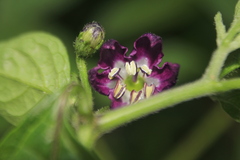 Capsicum pubescens