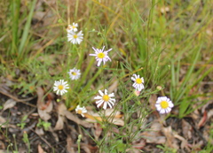 Brachyscome ciliaris