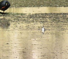 Podiceps occipitalis juninensis