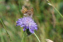 Melitaea phoebe