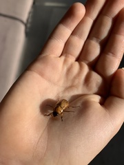 Cyclocephala signaticollis