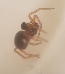 Parapelecopsis nemoralis