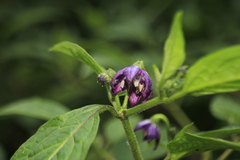 Capsicum pubescens