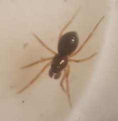 Parapelecopsis nemoralis