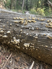 Stereum gausapatum