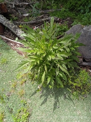 Senecio rufiglandulosus