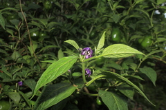 Capsicum pubescens