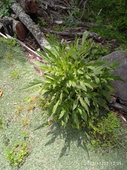 Senecio rufiglandulosus