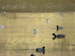 Podiceps occipitalis juninensis