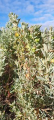 Atriplex vesicaria