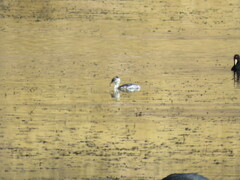 Podiceps occipitalis juninensis