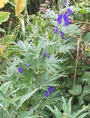 Aconitum maximum