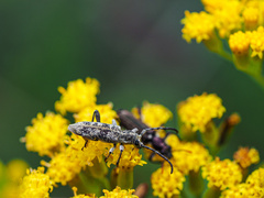 Pempsamacra dispersa